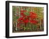 Red Maple and White Birch, White Mountains National Forest, New Hampshire, USA-Adam Jones-Framed Photographic Print