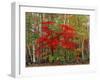 Red Maple and White Birch, White Mountains National Forest, New Hampshire, USA-Adam Jones-Framed Photographic Print