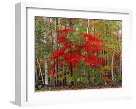 Red Maple and White Birch, White Mountains National Forest, New Hampshire, USA-Adam Jones-Framed Photographic Print