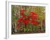 Red Maple and White Birch, White Mountains National Forest, New Hampshire, USA-Adam Jones-Framed Photographic Print