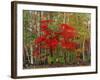 Red Maple and White Birch, White Mountains National Forest, New Hampshire, USA-Adam Jones-Framed Photographic Print