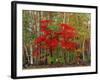 Red Maple and White Birch, White Mountains National Forest, New Hampshire, USA-Adam Jones-Framed Photographic Print