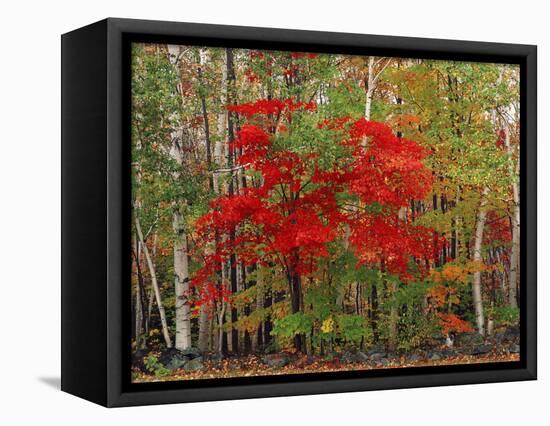 Red Maple and White Birch, White Mountains National Forest, New Hampshire, USA-Adam Jones-Framed Stretched Canvas