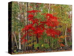 Red Maple and White Birch, White Mountains National Forest, New Hampshire, USA-Adam Jones-Stretched Canvas