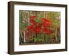 Red Maple and White Birch, White Mountains National Forest, New Hampshire, USA-Adam Jones-Framed Photographic Print