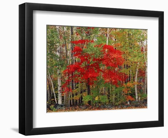 Red Maple and White Birch, White Mountains National Forest, New Hampshire, USA-Adam Jones-Framed Photographic Print