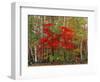 Red Maple and White Birch, White Mountains National Forest, New Hampshire, USA-Adam Jones-Framed Photographic Print