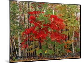 Red Maple and White Birch, White Mountains National Forest, New Hampshire, USA-Adam Jones-Mounted Photographic Print