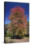 Red Maple Autumn-null-Stretched Canvas