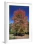 Red Maple Autumn-null-Framed Photographic Print