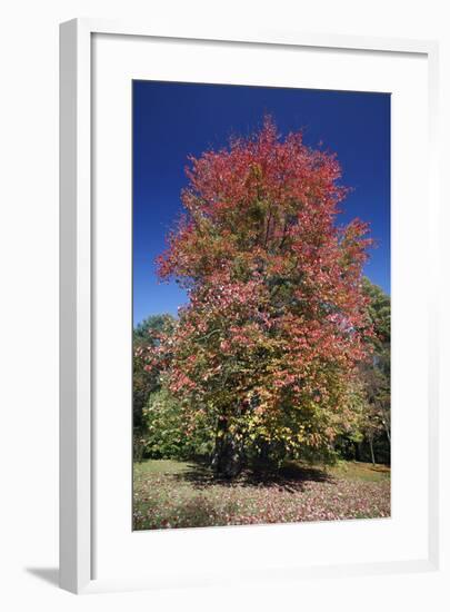 Red Maple Autumn-null-Framed Photographic Print