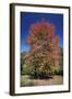 Red Maple Autumn-null-Framed Photographic Print