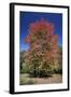 Red Maple Autumn-null-Framed Photographic Print