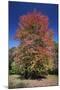 Red Maple Autumn-null-Mounted Photographic Print