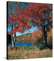 Red Maple In Autumn-null-Stretched Canvas