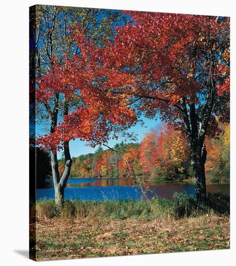 Red Maple In Autumn-null-Stretched Canvas