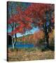 Red Maple In Autumn-null-Stretched Canvas