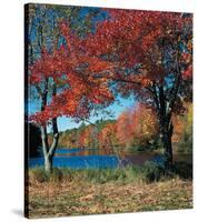 Red Maple In Autumn-null-Stretched Canvas