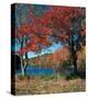 Red Maple In Autumn-null-Stretched Canvas