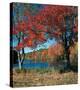 Red Maple In Autumn-null-Stretched Canvas