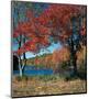 Red Maple In Autumn-null-Mounted Art Print