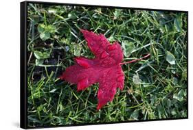 Red maple leaf with drops of water in autumn, France, Europe-Godong-Framed Stretched Canvas