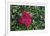 Red maple leaf with drops of water in autumn, France, Europe-Godong-Framed Photographic Print