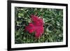 Red maple leaf with drops of water in autumn, France, Europe-Godong-Framed Photographic Print