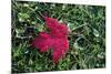 Red maple leaf with drops of water in autumn, France, Europe-Godong-Mounted Photographic Print