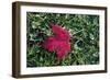 Red maple leaf with drops of water in autumn, France, Europe-Godong-Framed Photographic Print