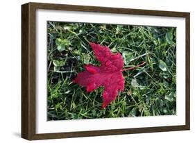 Red maple leaf with drops of water in autumn, France, Europe-Godong-Framed Photographic Print