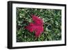 Red maple leaf with drops of water in autumn, France, Europe-Godong-Framed Photographic Print