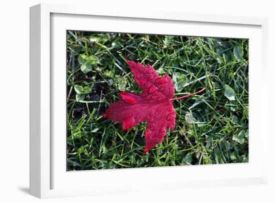 Red maple leaf with drops of water in autumn, France, Europe-Godong-Framed Photographic Print