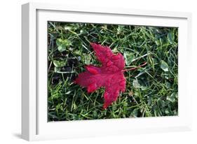 Red maple leaf with drops of water in autumn, France, Europe-Godong-Framed Photographic Print