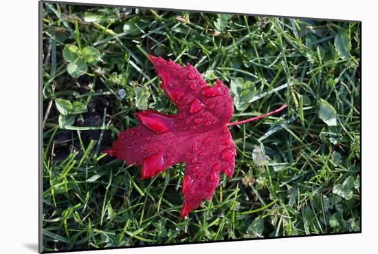 Red maple leaf with drops of water in autumn, France, Europe-Godong-Mounted Photographic Print