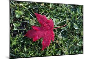 Red maple leaf with drops of water in autumn, France, Europe-Godong-Mounted Photographic Print