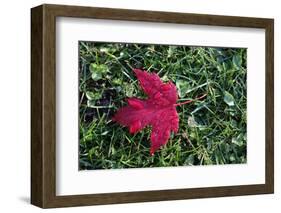 Red maple leaf with drops of water in autumn, France, Europe-Godong-Framed Photographic Print