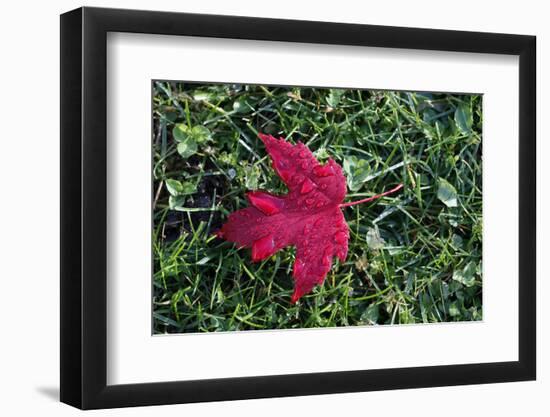 Red maple leaf with drops of water in autumn, France, Europe-Godong-Framed Photographic Print