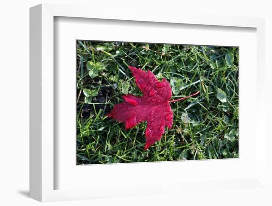 Red maple leaf with drops of water in autumn, France, Europe-Godong-Framed Photographic Print