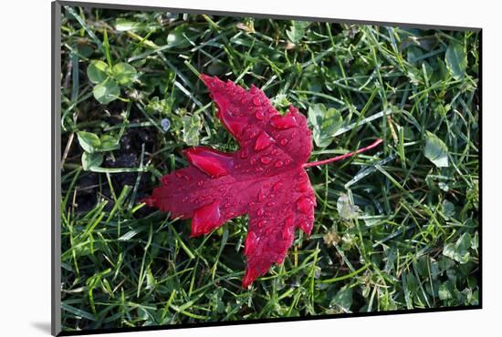 Red maple leaf with drops of water in autumn, France, Europe-Godong-Mounted Photographic Print