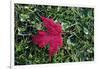 Red maple leaf with drops of water in autumn, France, Europe-Godong-Framed Photographic Print