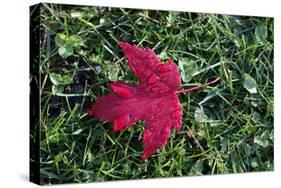 Red maple leaf with drops of water in autumn, France, Europe-Godong-Stretched Canvas