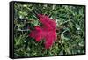 Red maple leaf with drops of water in autumn, France, Europe-Godong-Framed Stretched Canvas