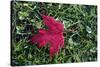 Red maple leaf with drops of water in autumn, France, Europe-Godong-Stretched Canvas