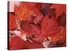 Red Maple leaves, Finch Arboretum, Washington, USA-Charles Gurche-Stretched Canvas