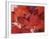 Red Maple leaves, Finch Arboretum, Washington, USA-Charles Gurche-Framed Photographic Print