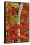 Red maple leaves in autumn and white birch tree trunk, Michigan.-Adam Jones-Framed Stretched Canvas
