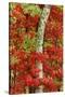 Red maple leaves in autumn and white birch tree trunk, Michigan.-Adam Jones-Stretched Canvas