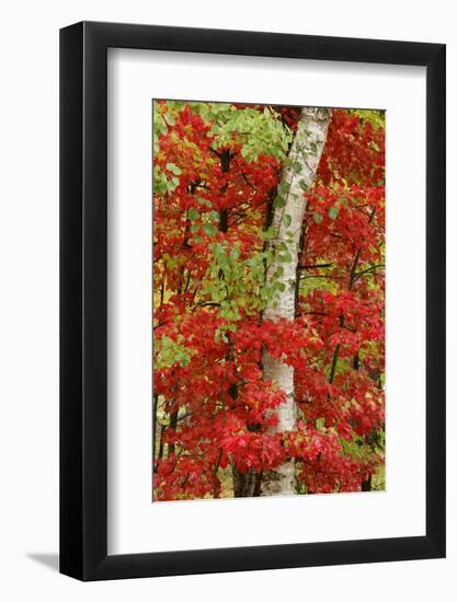 Red maple leaves in autumn and white birch tree trunk, Michigan.-Adam Jones-Framed Photographic Print