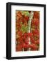 Red maple leaves in autumn and white birch tree trunk, Michigan.-Adam Jones-Framed Photographic Print